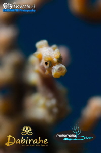 It’s always fun to shoot with low aperture.
Yellow pygmy... by Irwin Ang 